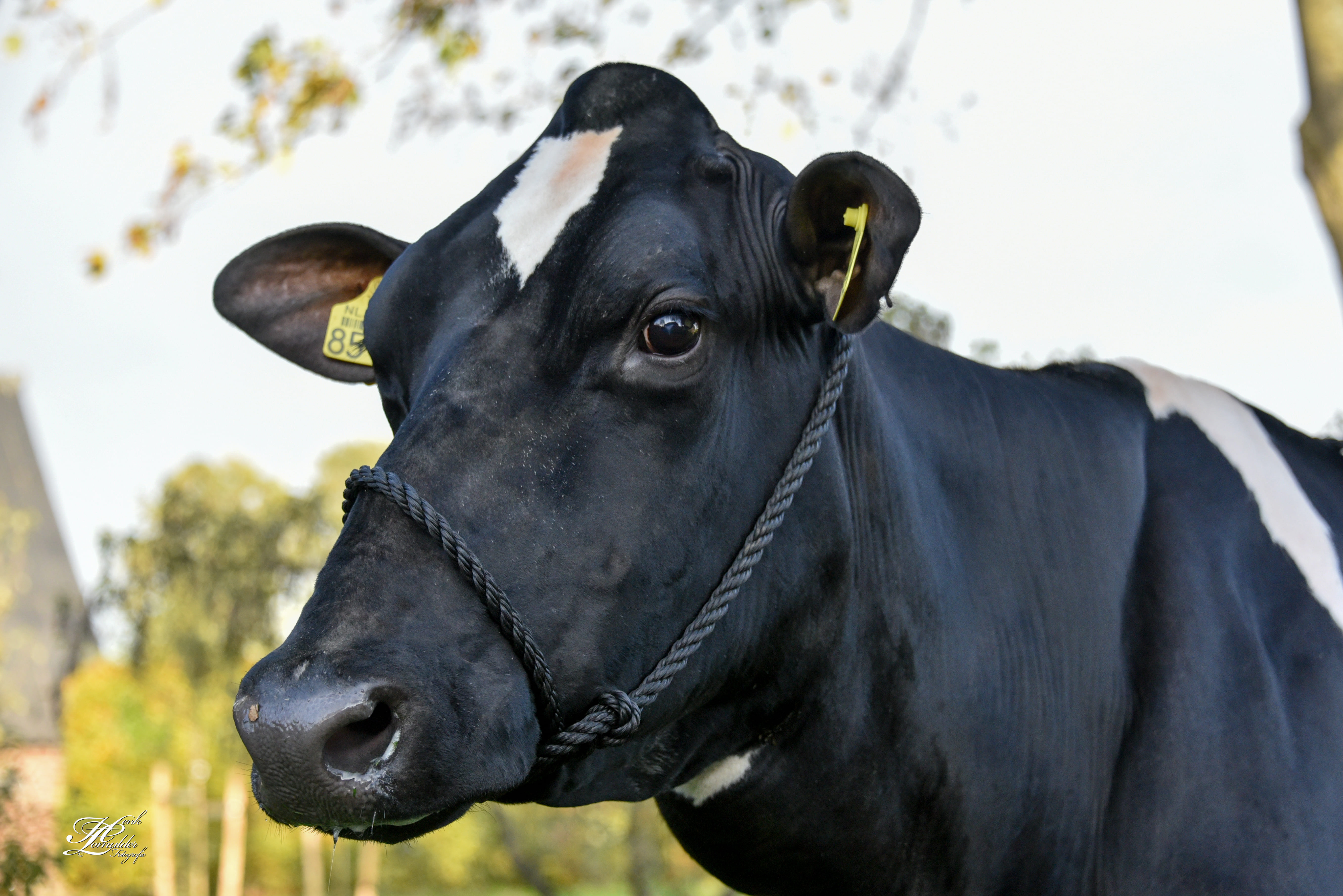 Welkom bij Zuivelboerderij Dalen